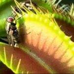 شکار مگس توسط گیاه ونوس