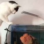 حمله ماهی فلاور به گربه