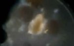 رشد ارتمیا زیر میکروسکوپ