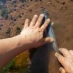 شکار لاشهٔ ماهی توسط هزاران حلزون