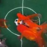 فوتبال بازی ماهی های گلدفیش